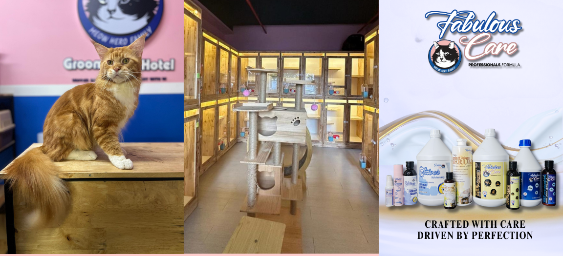 Best cat grooming & cat hotel in selayang